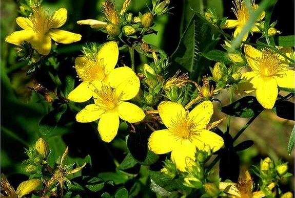 St. John's Wort - a medicinal plant that helps to deal with prostatitis