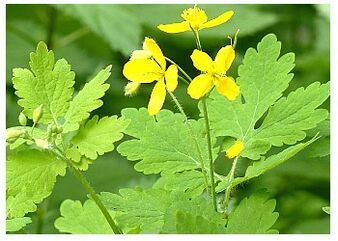Celandine is a folk remedy that relieves prostate inflammation. 