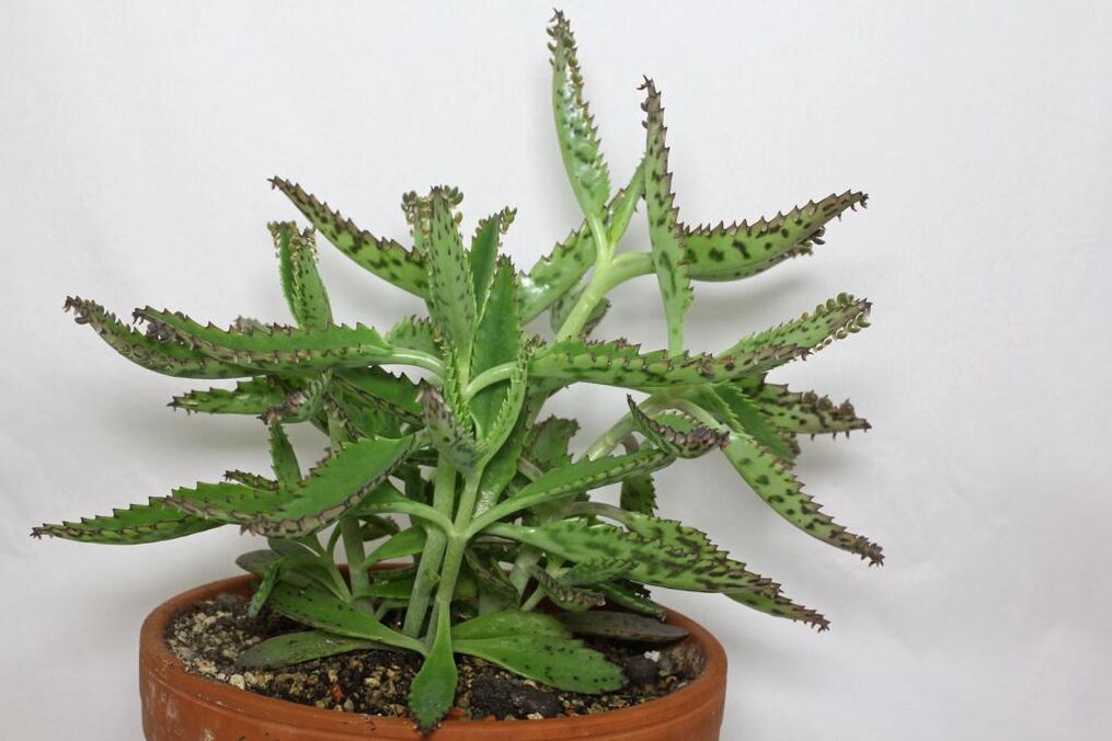 Kalanchoe for the treatment of prostatitis